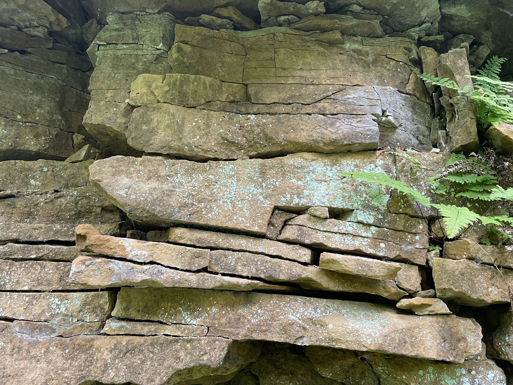 Crevice microhabitat